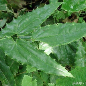 老中医说：男人用它泡水喝，坚挺40分钟没问题